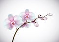 Beautiful three day old white and pink Orchids flowers in branch