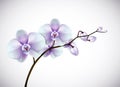 Beautiful three day old white and purple Orchids flowers in bran Royalty Free Stock Photo