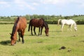 Beautiful three different colour horses Royalty Free Stock Photo