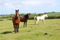 Beautiful three different colour horses Royalty Free Stock Photo