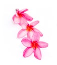 Beautiful three frangipani flowers Royalty Free Stock Photo