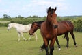 Beautiful three horses in greeny Royalty Free Stock Photo