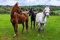 Beautiful three horses in the meadow Royalty Free Stock Photo