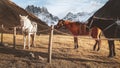 Beautiful three horses white brown black stand in meadow field in Juta valley in Kazbegi national park with dramatic mountain Royalty Free Stock Photo