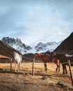 Beautiful three horses white brown black stand in meadow field in Juta valley in Kazbegi national park with dramatic mountain Royalty Free Stock Photo