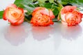 Beautiful three pink rose flowers on light background with drops Royalty Free Stock Photo