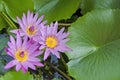 Beautiful pink water lily flowers with green leaves Royalty Free Stock Photo