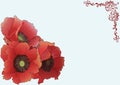 Beautiful three red poppies Royalty Free Stock Photo