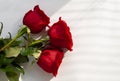Beautiful three red roses on white background. bouquet of three dark red roses on the white table copy space for text Royalty Free Stock Photo