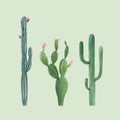 Beautiful three vector watercolor cactus hand drawn illustrations set. Transparent background. Isolated objects. Royalty Free Stock Photo