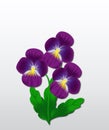 Beautiful three violets on a grey background.