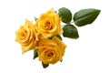 Beautiful three yellowish orange roses isolated on white background Royalty Free Stock Photo