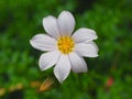 Beautiful Thriving Blooming Elegant Pastel Toned Dahlia.