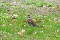 Beautiful thrush bird on grass, Lithuania Royalty Free Stock Photo