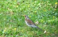 Thrush bird on green grass, Lithuania Royalty Free Stock Photo