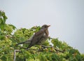 Thrush bird on tree branch in spring Royalty Free Stock Photo