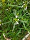 Beautiful Thumbe or Ceylon slitwort flower in a house garden with green background