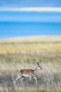 Beautiful tibetan gazelle on plateau meadow