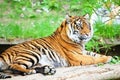 Beautiful Tiger Royalty Free Stock Photo
