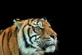 Beautiful tiger