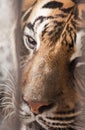 Beautiful tiger in captivity Royalty Free Stock Photo