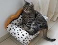 Beautiful Tiger Cat sitting on a Dalmatian coach at home Royalty Free Stock Photo