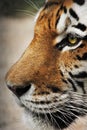 Beautiful tiger face Royalty Free Stock Photo