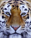 Tiger face close up in color