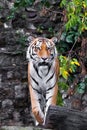 Beautiful tiger full-face on a background of rocks and greenery, proudly stands and looks, portrait of a powerful th big cat