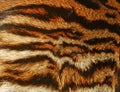 Beautiful Tiger fur background texture