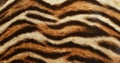 Beautiful Tiger fur background texture Royalty Free Stock Photo