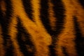 Beautiful tiger fur colorful texture with orange, beige, yellow and black Royalty Free Stock Photo