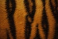 Beautiful tiger fur colorful texture with orange, beige, yellow and black Royalty Free Stock Photo