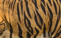 Beautiful tiger fur - colorful texture with orange, beige, yellow and black Royalty Free Stock Photo