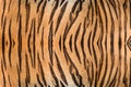 Beautiful tiger fur. Royalty Free Stock Photo