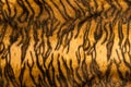 Beautiful tiger fur pattern texture background Royalty Free Stock Photo