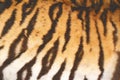 Beautiful tiger fur with vintage effect