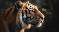 beautiful tiger in its natural habitat. Close up of tiger in African plain Royalty Free Stock Photo