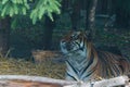 A beautiful tiger lies and watches intently. A predatory cat.