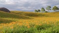 Beautiful Tiger Lilies (Daylily) Garden Blooming On The Hill Of Chi Ke Shan (Chike Shan), Yuli, Hualien,