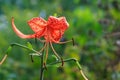 Beautiful tiger lily on flowerbed in garden Royalty Free Stock Photo