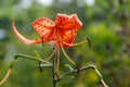 Beautiful tiger lily on flowerbed in garden Royalty Free Stock Photo