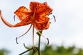 Beautiful tiger lily on flowerbed in garden Royalty Free Stock Photo