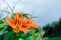 Beautiful Tiger Lily in full bloom Royalty Free Stock Photo