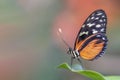 Beautiful Tiger longwing Heliconius hecale on a leaf in the amazon rainforest in South America. Presious Tropical butterfly . Bl Royalty Free Stock Photo