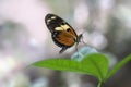 Beautiful Tiger longwing Heliconius hecale on a leaf with raindrops Royalty Free Stock Photo