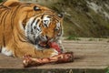 A beautiful tiger lying down Royalty Free Stock Photo