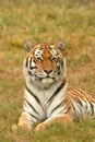 Aler tiger staring on grass background