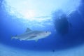 Beautiful Tiger Shark Swimming Alone in Bahamas Royalty Free Stock Photo