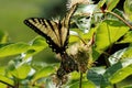 Beautiful tiger swallowtail butterfly, on a prickly bush